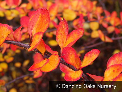Shrubs ~ Berberis thunbergii 'Tara', Emerald Carousel Barberry ~ Dancing Oaks Nursery and Gardens ~ Retail Nursery ~ Mail Order Nursery