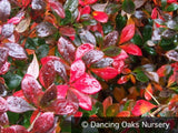 Shrubs ~ Berberis x media 'Red Jewel', Barberry ~ Dancing Oaks Nursery and Gardens ~ Retail Nursery ~ Mail Order Nursery