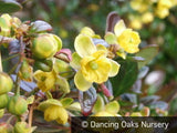 Shrubs ~ Berberis x media 'Red Jewel', Barberry ~ Dancing Oaks Nursery and Gardens ~ Retail Nursery ~ Mail Order Nursery
