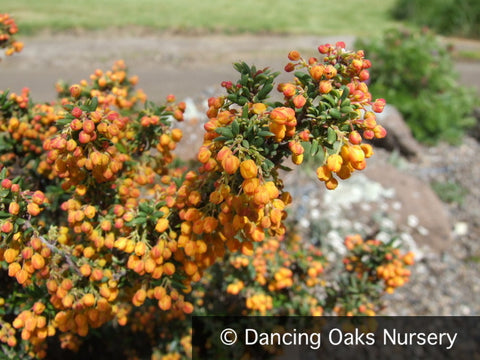 Shrubs ~ Berberis x stenophylla 'Corallina Compacta', Barberry ~ Dancing Oaks Nursery and Gardens ~ Retail Nursery ~ Mail Order Nursery