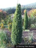 Shrubs ~ Buxus sempervirens 'Graham Blandy', Upright Boxwood ~ Dancing Oaks Nursery and Gardens ~ Retail Nursery ~ Mail Order Nursery