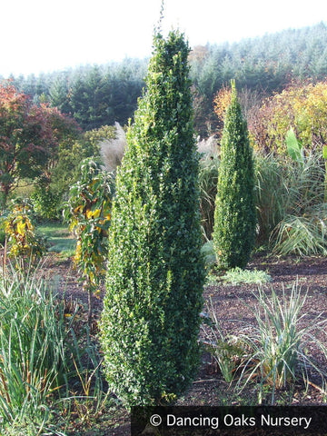 Shrubs ~ Buxus sempervirens 'Graham Blandy', Upright Boxwood ~ Dancing Oaks Nursery and Gardens ~ Retail Nursery ~ Mail Order Nursery