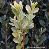 Shrubs ~ Buxus sempervirens 'Graham Blandy', Upright Boxwood ~ Dancing Oaks Nursery and Gardens ~ Retail Nursery ~ Mail Order Nursery