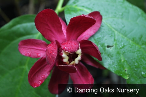 Shrubs ~ Calycanthus 'Aphrodite' PPAF, Sweet Shrub ~ Dancing Oaks Nursery and Gardens ~ Retail Nursery ~ Mail Order Nursery