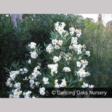 Shrubs ~ Carpenteria californica 'Elizabeth', Bush Anemone ~ Dancing Oaks Nursery and Gardens ~ Retail Nursery ~ Mail Order Nursery