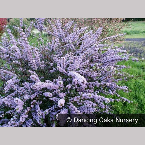 Shrubs ~ Ceanothus 'Blue Jeans', California Lilac ~ Dancing Oaks Nursery and Gardens ~ Retail Nursery ~ Mail Order Nursery