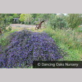 Shrubs ~ Ceanothus 'Centennial', California Lilac ~ Dancing Oaks Nursery and Gardens ~ Retail Nursery ~ Mail Order Nursery
