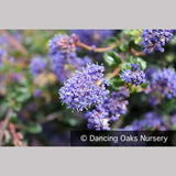 Shrubs ~ Ceanothus 'Centennial', California Lilac ~ Dancing Oaks Nursery and Gardens ~ Retail Nursery ~ Mail Order Nursery
