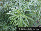 Shrubs ~ Choisya 'Aztec Pearl', Mexican Orange ~ Dancing Oaks Nursery and Gardens ~ Retail Nursery ~ Mail Order Nursery