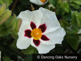 Shrubs ~ Cistus 'Snowfire', Rock Rose ~ Dancing Oaks Nursery and Gardens ~ Retail Nursery ~ Mail Order Nursery