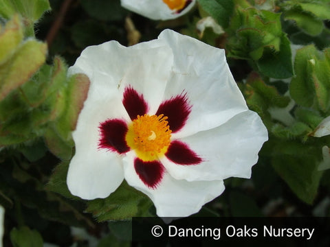 Shrubs ~ Cistus 'Snowfire', Rock Rose ~ Dancing Oaks Nursery and Gardens ~ Retail Nursery ~ Mail Order Nursery