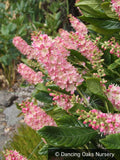 Shrubs ~ Clethra alnifolia 'Ruby Spice', Summersweet ~ Dancing Oaks Nursery and Gardens ~ Retail Nursery ~ Mail Order Nursery