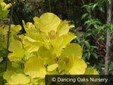 Shrubs ~ Cotinus coggygria 'Golden Spirit'®, Golden Smoke Tree ~ Dancing Oaks Nursery and Gardens ~ Retail Nursery ~ Mail Order Nursery