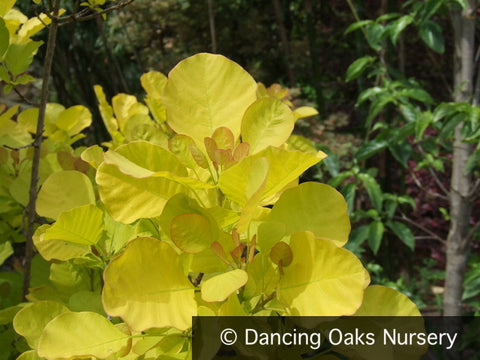 Shrubs ~ Cotinus coggygria 'Golden Spirit'®, Golden Smoke Tree ~ Dancing Oaks Nursery and Gardens ~ Retail Nursery ~ Mail Order Nursery