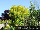 Shrubs ~ Cotinus coggygria 'Golden Spirit'®, Golden Smoke Tree ~ Dancing Oaks Nursery and Gardens ~ Retail Nursery ~ Mail Order Nursery