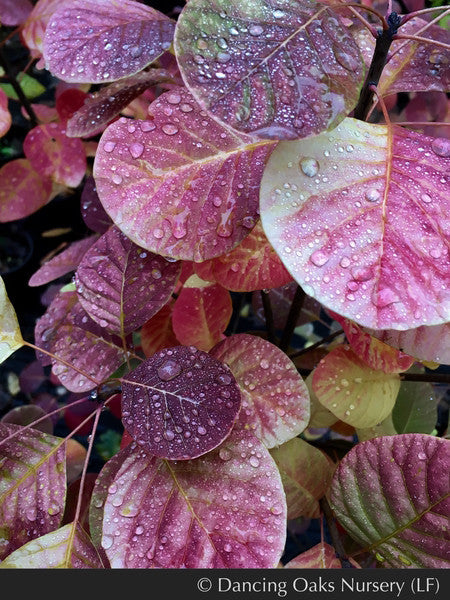 Shrubs ~ Cotinus coggygria 'Golden Spirit'®, Golden Smoke Tree ~ Dancing Oaks Nursery and Gardens ~ Retail Nursery ~ Mail Order Nursery