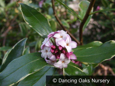 Shrubs ~ Daphne odora 'Aureomarginata', Winter Daphne ~ Dancing Oaks Nursery and Gardens ~ Retail Nursery ~ Mail Order Nursery