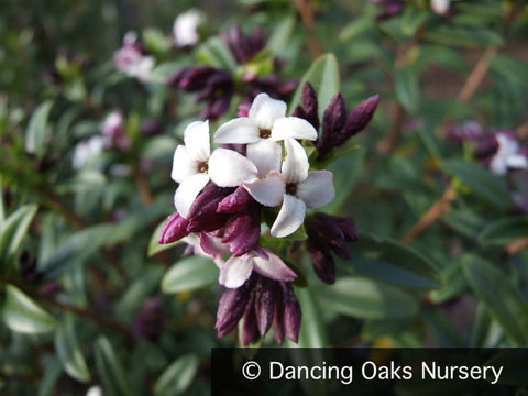 Shrubs ~ Daphne tangutica (Retusa Group) ~ Dancing Oaks Nursery and Gardens ~ Retail Nursery ~ Mail Order Nursery