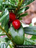 Shrubs ~ Daphne tangutica (Retusa Group) ~ Dancing Oaks Nursery and Gardens ~ Retail Nursery ~ Mail Order Nursery