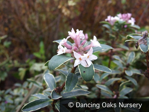 Shrubs ~ Daphne transatlantica 'Summer Ice', Caucasian Daphne ~ Dancing Oaks Nursery and Gardens ~ Retail Nursery ~ Mail Order Nursery