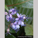 Shrubs ~ Dichroa febrifuga, Chinese Quinine ~ Dancing Oaks Nursery and Gardens ~ Retail Nursery ~ Mail Order Nursery