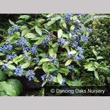 Shrubs ~ Dichroa febrifuga, Chinese Quinine ~ Dancing Oaks Nursery and Gardens ~ Retail Nursery ~ Mail Order Nursery