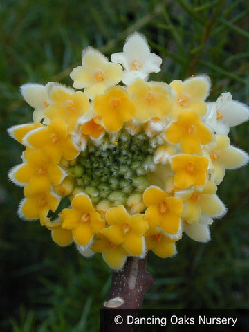 Shrubs ~ Edgeworthia chrysantha, Paper Bush ~ Dancing Oaks Nursery and Gardens ~ Retail Nursery ~ Mail Order Nursery