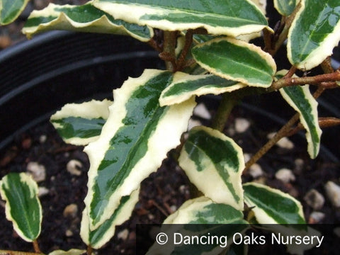 Shrubs ~ Elaeagnus 'Hosoba Fukurin', Eleagnus ~ Dancing Oaks Nursery and Gardens ~ Retail Nursery ~ Mail Order Nursery