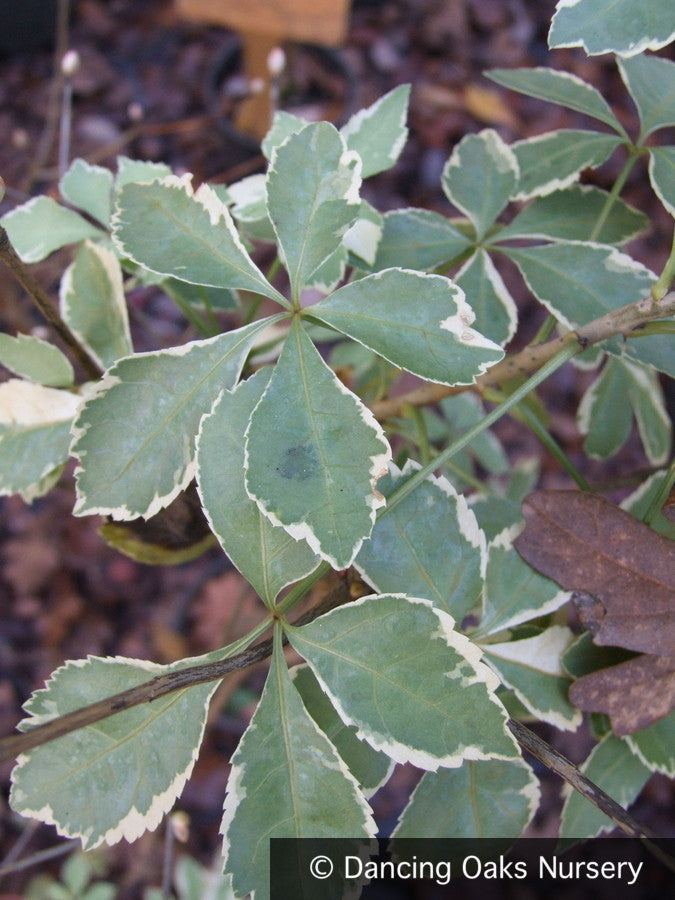 Shrubs ~ Eleuthrococcus sieboldianus ‘Variegatus', Hardy Aralia ~ Dancing Oaks Nursery and Gardens ~ Retail Nursery ~ Mail Order Nursery