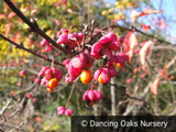 Shrubs ~ Euonymus alatus f. apterus, Spindle Tree ~ Dancing Oaks Nursery and Gardens ~ Retail Nursery ~ Mail Order Nursery