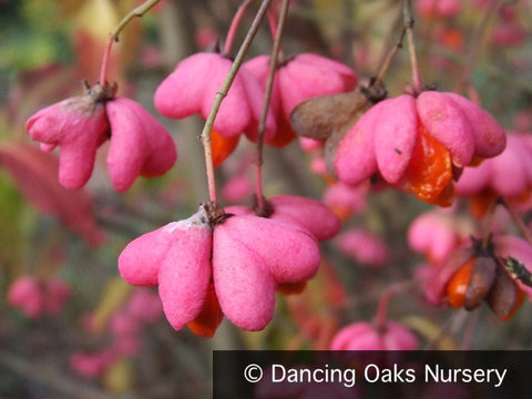 Shrubs ~ Euonymus europaeus 'Aldenhamensis', Spindle Tree ~ Dancing Oaks Nursery and Gardens ~ Retail Nursery ~ Mail Order Nursery