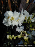 Shrubs ~ Exochorda x macrantha 'The Bride', Pearlbush ~ Dancing Oaks Nursery and Gardens ~ Retail Nursery ~ Mail Order Nursery