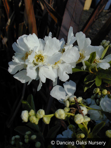 Shrubs ~ Exochorda x macrantha 'The Bride', Pearlbush ~ Dancing Oaks Nursery and Gardens ~ Retail Nursery ~ Mail Order Nursery
