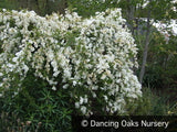 Shrubs ~ Exochorda x macrantha 'The Bride', Pearlbush ~ Dancing Oaks Nursery and Gardens ~ Retail Nursery ~ Mail Order Nursery