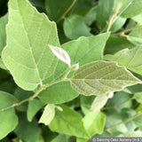 Shrubs ~ Fothergilla gardenii 'Jane Platt', Dwarf Fothergilla ~ Dancing Oaks Nursery and Gardens ~ Retail Nursery ~ Mail Order Nursery