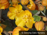 Shrubs ~ Fremontodendron 'Ken Taylor', Flannel Bush ~ Dancing Oaks Nursery and Gardens ~ Retail Nursery ~ Mail Order Nursery