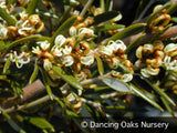 Shrubs ~ Grevillea australis, Southern Grevillea ~ Dancing Oaks Nursery and Gardens ~ Retail Nursery ~ Mail Order Nursery