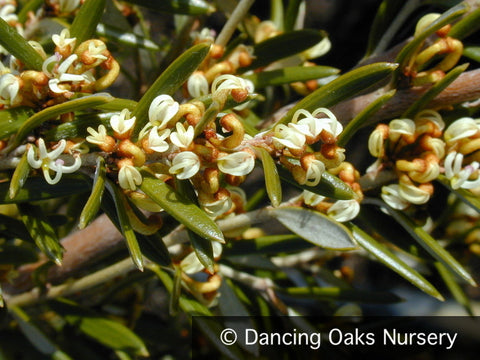 Shrubs ~ Grevillea australis, Southern Grevillea ~ Dancing Oaks Nursery and Gardens ~ Retail Nursery ~ Mail Order Nursery