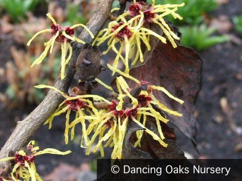 Shrubs ~ Hamamelis x intermedia 'Pallida', Witch Hazel ~ Dancing Oaks Nursery and Gardens ~ Retail Nursery ~ Mail Order Nursery