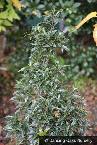 Shrubs ~ Ilex aquifolium 'Hascombensis', European Holly ~ Dancing Oaks Nursery and Gardens ~ Retail Nursery ~ Mail Order Nursery