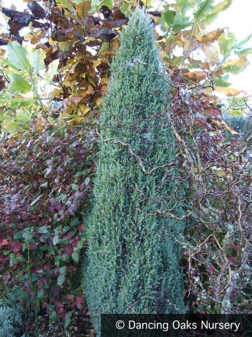 Shrubs ~ Juniperus communis 'Compressa' ~ Dancing Oaks Nursery and Gardens ~ Retail Nursery ~ Mail Order Nursery