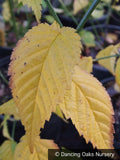 Shrubs ~ Kerria japonica 'Golden Guinea', Japanese Kerria ~ Dancing Oaks Nursery and Gardens ~ Retail Nursery ~ Mail Order Nursery