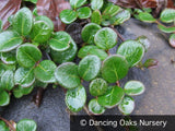 Ground Covers ~ Lonicera crassifolia, Evergreen Honeysuckle ~ Dancing Oaks Nursery and Gardens ~ Retail Nursery ~ Mail Order Nursery