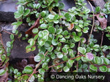 Ground Covers ~ Lonicera crassifolia, Evergreen Honeysuckle ~ Dancing Oaks Nursery and Gardens ~ Retail Nursery ~ Mail Order Nursery