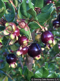 Shrubs ~ Luma apiculata, Chilean Myrtle ~ Dancing Oaks Nursery and Gardens ~ Retail Nursery ~ Mail Order Nursery