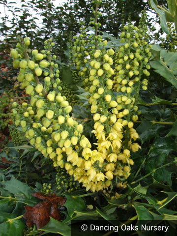 Shrubs ~ Mahonia x media 'Charity', Charity Hybrid Mahonia ~ Dancing Oaks Nursery and Gardens ~ Retail Nursery ~ Mail Order Nursery