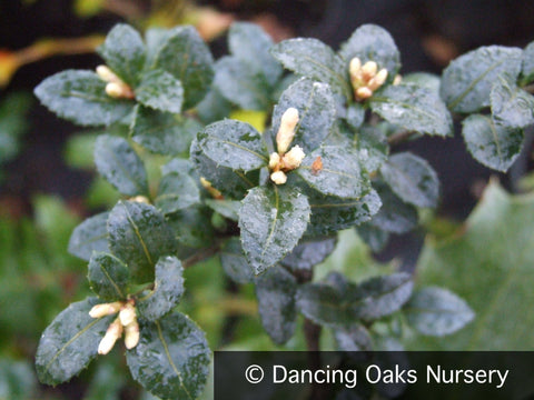 Shrubs ~ Osmanthus delavayi, Sweet Olive ~ Dancing Oaks Nursery and Gardens ~ Retail Nursery ~ Mail Order Nursery