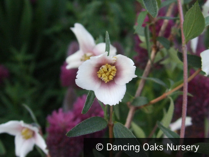 Philadelphus maculatus (previously sold as P. madrensis), Desert