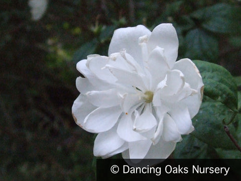 Shrubs ~ Philadelphus 'Virginal', Mock Orange ~ Dancing Oaks Nursery and Gardens ~ Retail Nursery ~ Mail Order Nursery