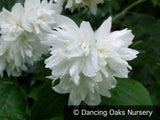 Shrubs ~ Philadelphus x 'Minnesota Snowflake', Mock Orange ~ Dancing Oaks Nursery and Gardens ~ Retail Nursery ~ Mail Order Nursery